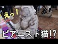 隠していた才能を初披露「ザナルカンドにて」Final Fantasy Ⅹ『Cat playing piano』