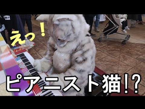 猫かぶりん様♡ 隠していた才能を初披露「ザナルカンドにて」Final Fantasy Ⅹ『Cat