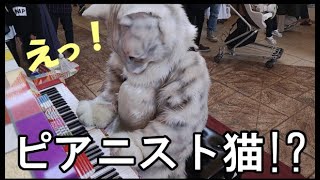 猫の手を借り大反響 全国各地でプリンを売る アルバイトにゃんこ が有能すぎ 全文表示 Jタウンネット