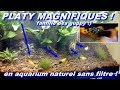 Mes platy calico sunset  xiphophorus maculatus  pascal aquariums naturels