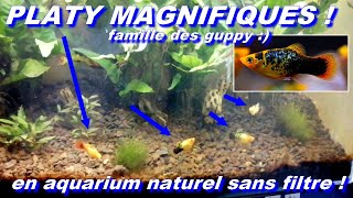 Mes platy calico sunset ! (Xiphophorus maculatus) - Pascal Aquariums Naturels