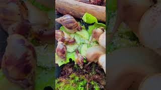 Snail’s party? #reels #achatina #viralvideo #snails #trend #bigsnail #šneci #улитки #lissachatina