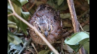 Bobwhite quail Covey call
