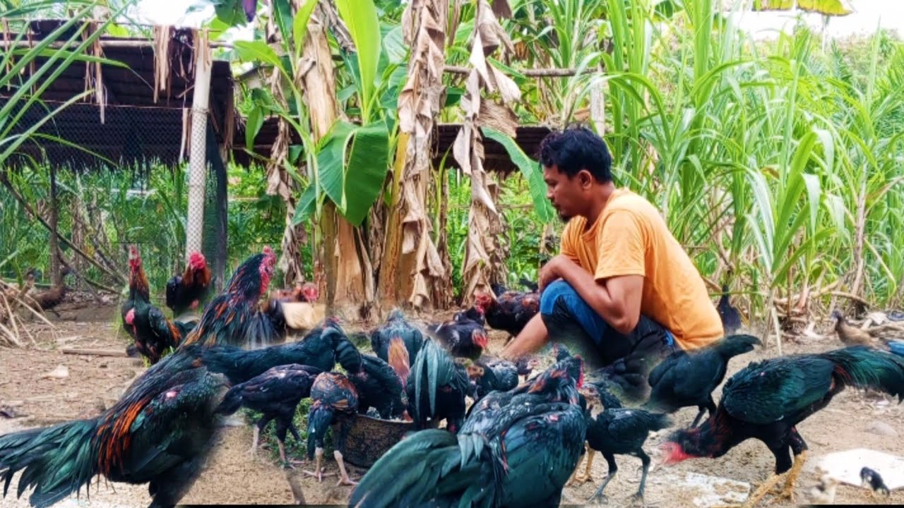 TERNAK BEBEK DAN AYAM KAMPUNG BISA MENGHASILKAN CUAN TIAP HARI