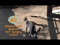 Mother cat ignores to feed her hungry kitten [MEOW LYFE]