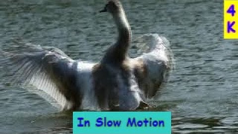 Jonge stomme zwaan verfrissen - In slow motion