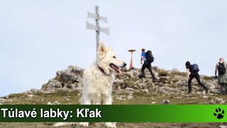 Túlavé labky: Kľak z obce Vrícko (Kľacký vodopád, Ostrá skala)