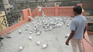 Bebu bhi ke pigeon gali guliyan Delhi 6
