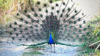 Peacock dancing at Chitwan national park | Peacock dance| Chitwan National Park