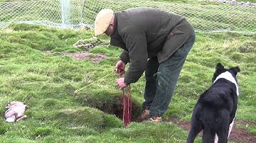 Ferreting in the Yorkshire Dales part 2