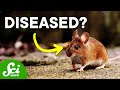 Disease Ecology | SciShow Talk Show
