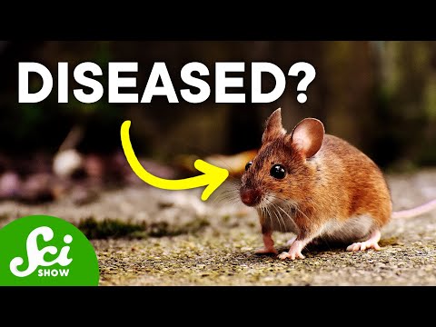 The Impact of Diseases | Disease Ecology Explained thumbnail