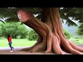 20 most unusual trees in the world