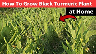 How To Grow Black Turmeric at Home