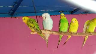 Adult budgies colony