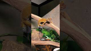 #leopardgecko #gecko #reptile #reptiles #petreptile #pets #pet #leopardgeckos