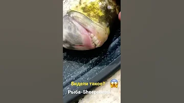 У рыбы человеческие зубы😱
