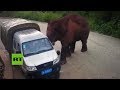 Un elefante ataca dos vehículos en China