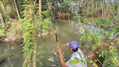 Câu cá rô,săn bầy cá rô phi khủng ở vườn kiểng lâu năm | vui miền tây vlog
