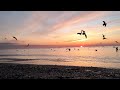 Медитация - звуки природы. Relax.  Рассвет на море. Штиль. Звуки птиц