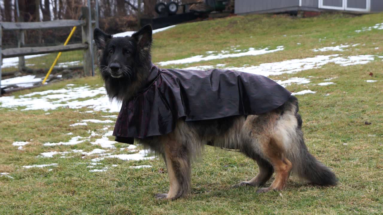 Two Shepherds playing with their raincoats on.... and one howls! Funny