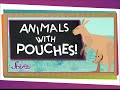 Why do kangaroos have pouches  animal science for kids