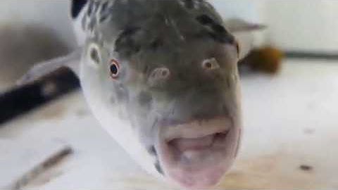 Cách "xử lí" một con cá nóc của người Nhật - Japanese Street Food