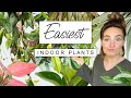 Easiest houseplants even you cant kill  top 10 easy plants in my collection