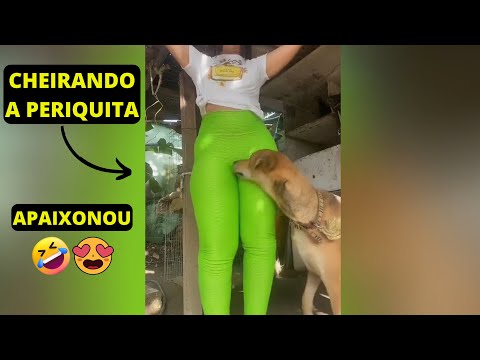 🐕 CACHORRO FICOU TARADÃO PELA DONA 😂 OS CACHORROS MAIS TARADOS DA INTERNET