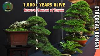 Download Lagu This Bonsai Is Older Than Empires — Preserved Time in a Living Tree MP3