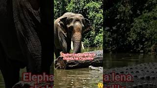Elephant se panga lena chahta hai Crocodile l Crocodile elephant fighting scene 😲 elephant vs croco