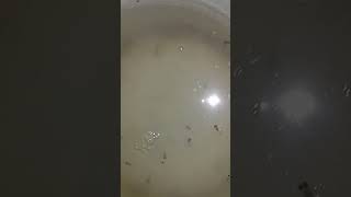 ####gupp##fish###babe####feedin#####