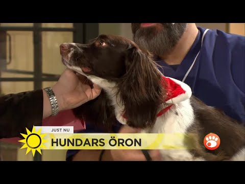Video: Vätska I Buken Hos Hundar