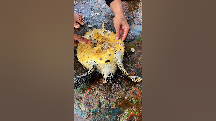 Fishermen found a sea turtle stuck to a drifting fishing line and helped it return to the sea