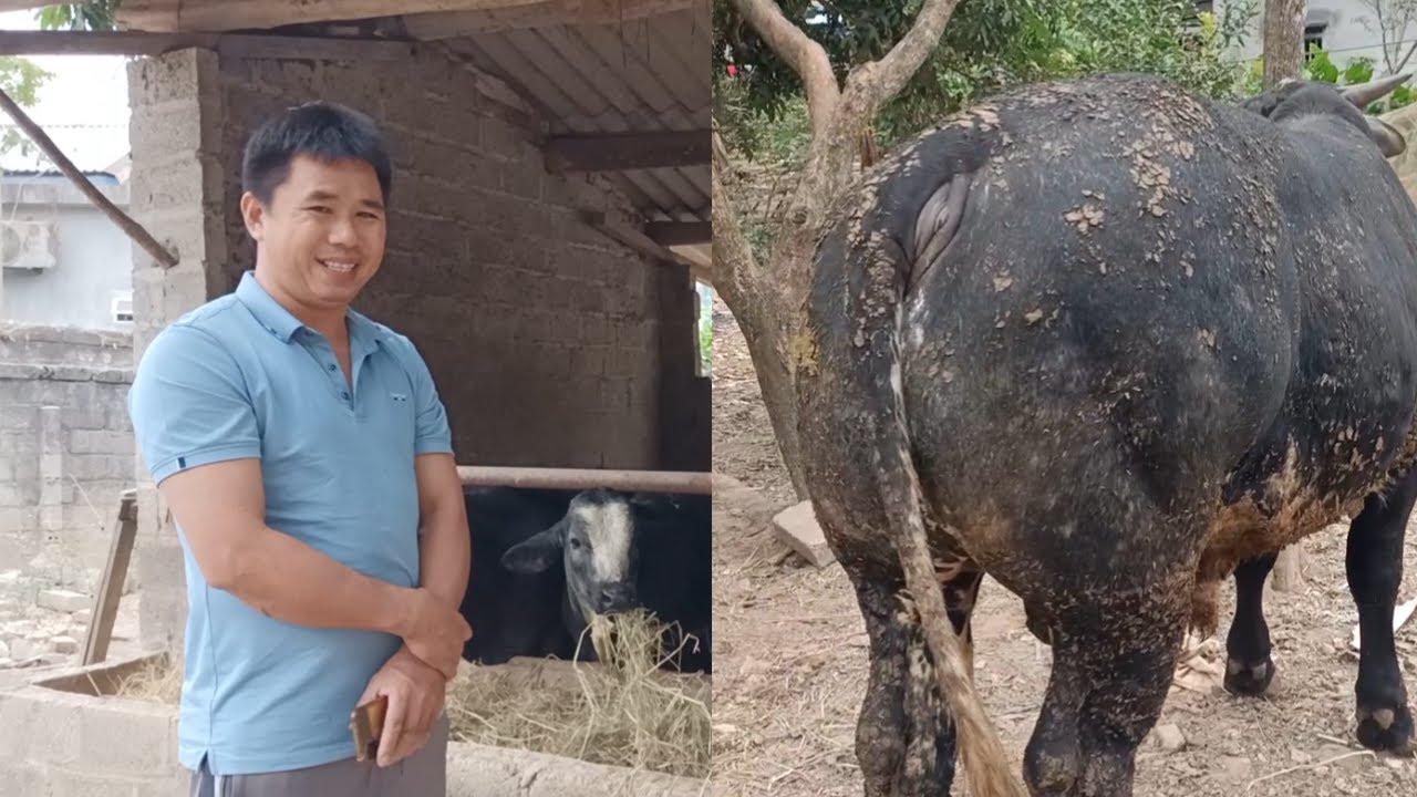 Cấp Bê Giống và mua lại Bò Thịt , nếu được vận hành theo cách này thì các bác cảm thấy thế nào ? 