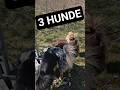 UND WER HEBT ES AUF 💩💩💩 #hund #hundetraining