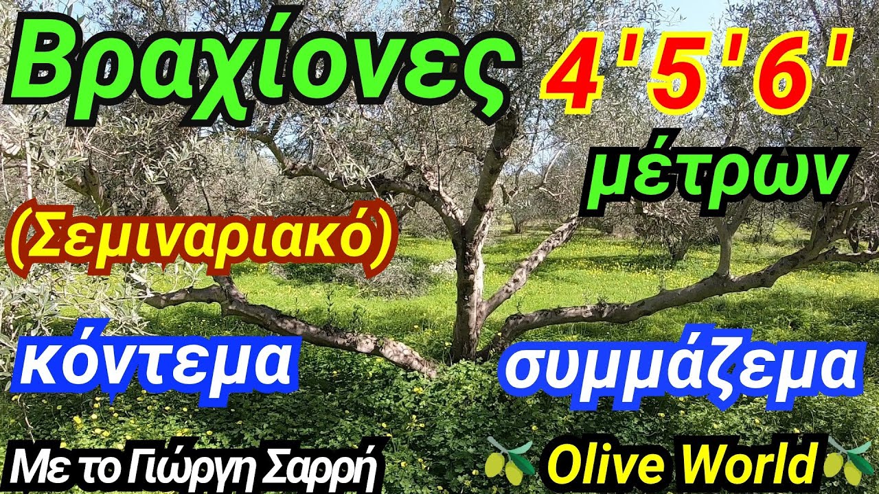 🪚Κλάδεμα 🫒ελιάς🫒 (Σεμιναριακό) Πως κοντένουμε  τους βραχίονες- Μακριοί βραχίονες- Βλάστηση