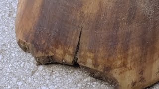 Fixing Cracked Hooves, Eliminate Quarter Crack and Toe Crack On Your Own