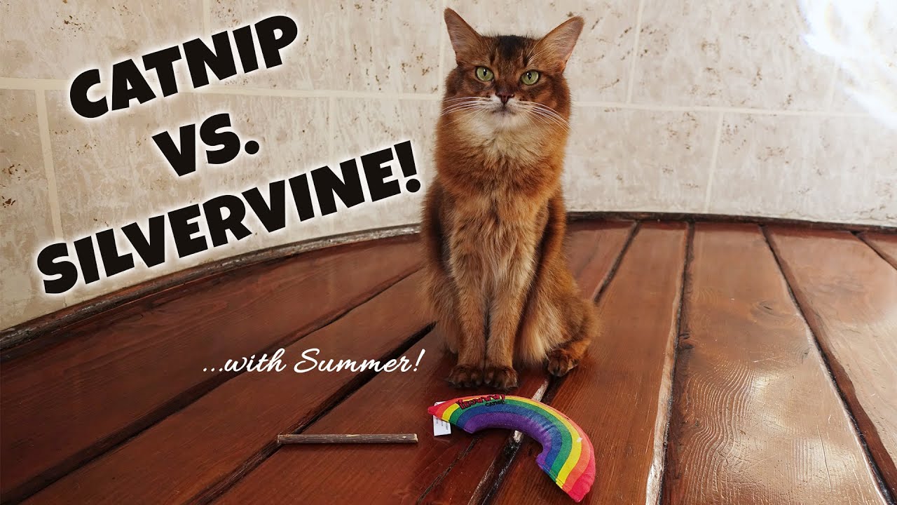 SUMMER JUDGES CATNIP VS SILVERVINE Cats Catnip And Matatbi Sticks SUMMER JUDGES CATNIP VS SILVERVINE Cats Catnip And Matatbi Sticks