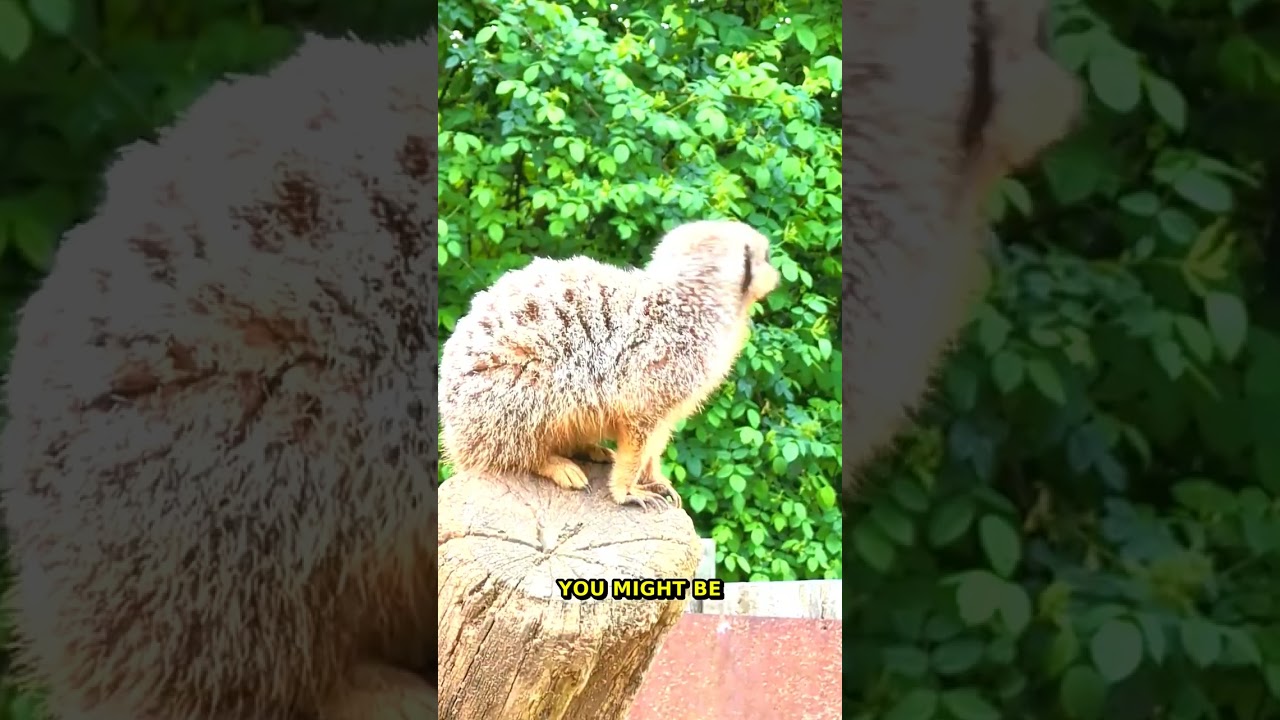 Geography Myths Debunked | 80% Of The World's Population Lives On 1...