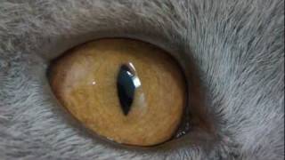 Ruby Cat - Reality Series #7 - The Close Up by OriginalRubyCat 302 views 12 years ago 1 minute, 49 seconds