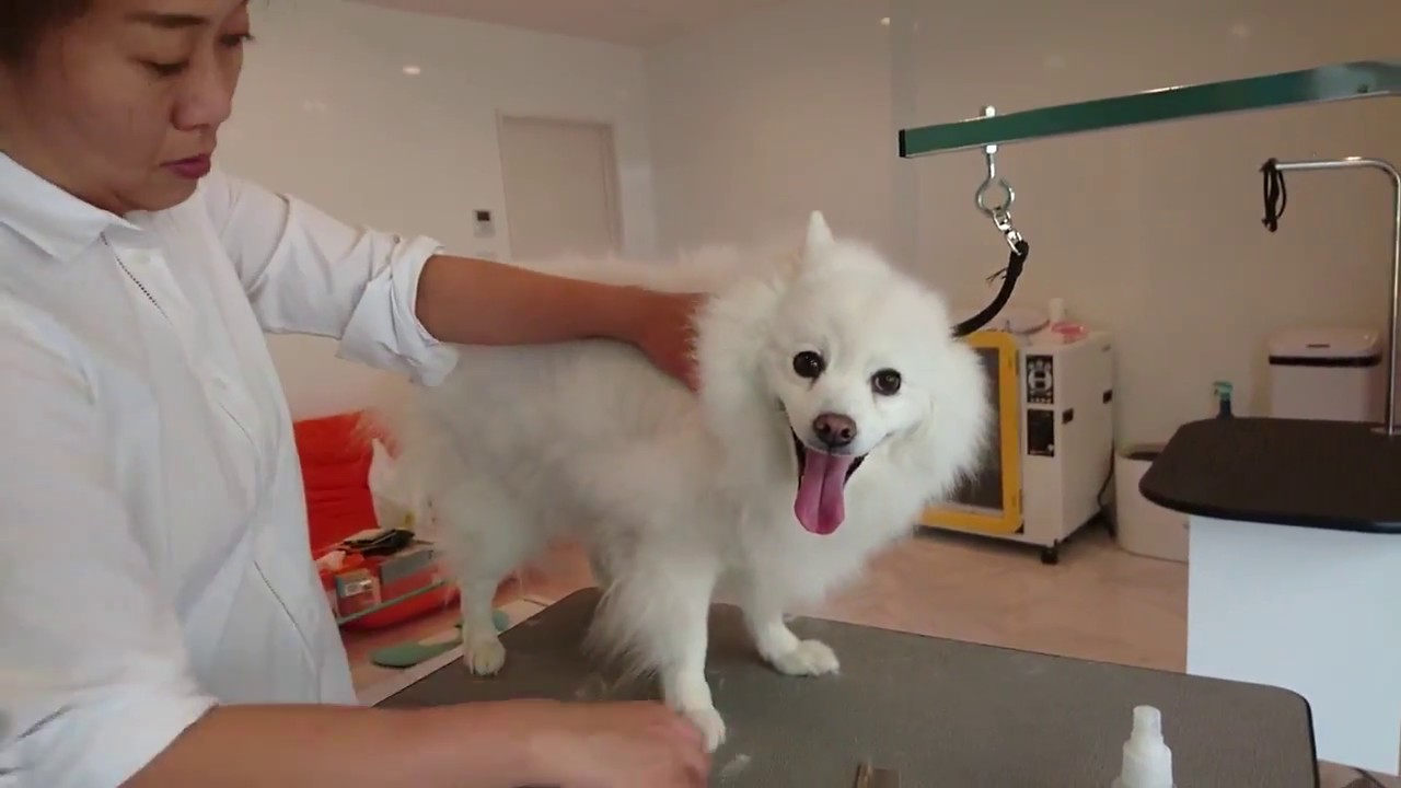 Before bath.Cocoa ,Japanese spitz Girl.日本スピッツのココアちゃん。シャンプー前③ YouTube