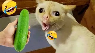 😆❤️ Funniest Dogs and Cats 😘🤣 Funny Animal Moments # 21