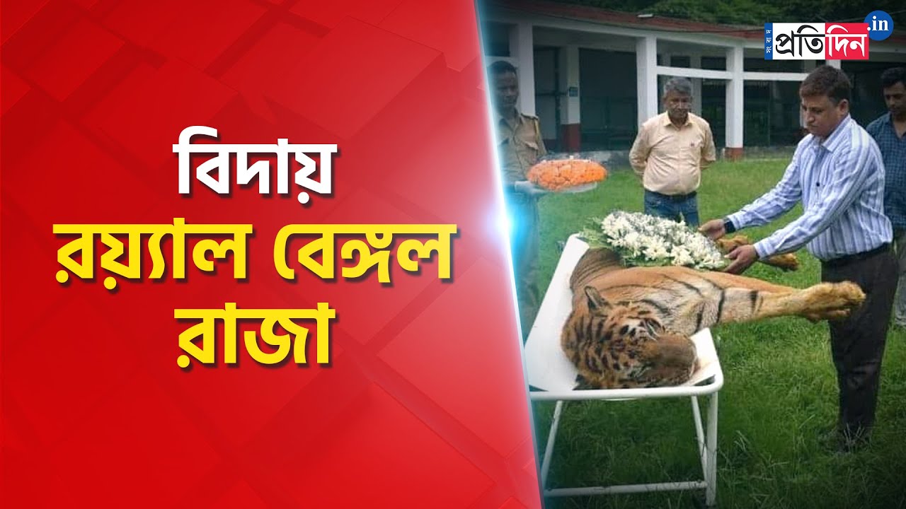 Royal Bengal tiger Raja passed away at Jaldapara National Park ...