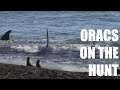 Orcas of Peninsula Valdes (HD)