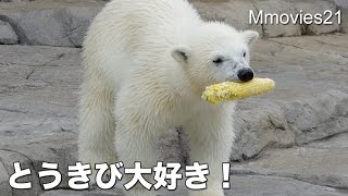 Polar Bears love the cornとうもろこしが大好き！なホッキョクグマ親子