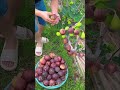 অদ্ভুত ফলের সম্রাজ্য চীন😱