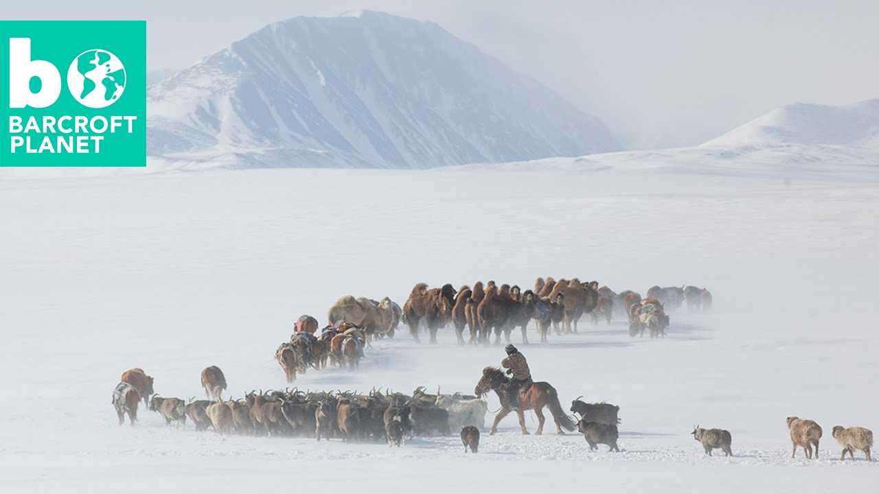 How Do Mongolians Survive Winter?