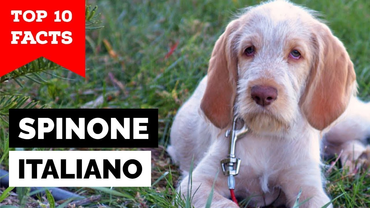 Spinone Italiano - Top 10 Facts