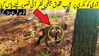 Man Saw Something Sitting On GOAT He Was Shocked To Realize What It Was آدمی اپنی بکری دیکھ کر حیران